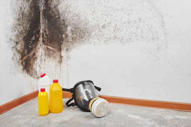 Best Office Mold Removal Services  in Lemmon Valley, NV