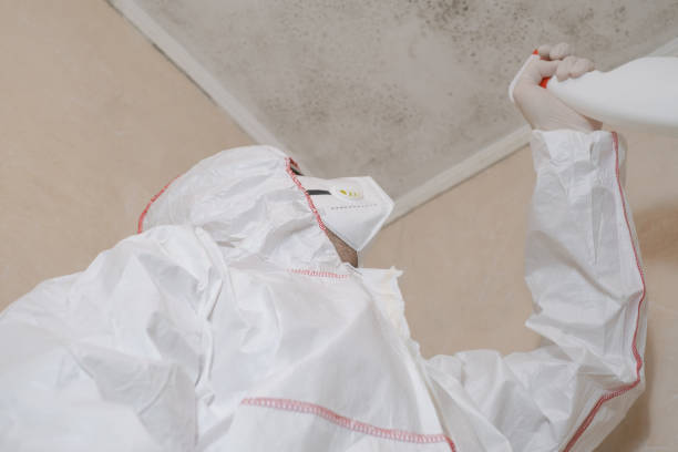 Best Attic Mold Removal  in Lemmon Valley, NV