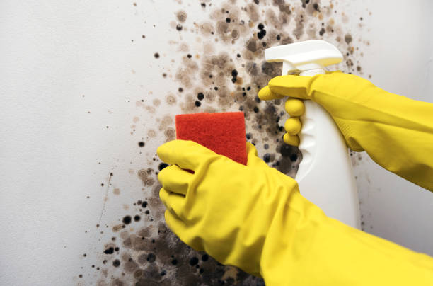 Best Toxic Mold Removal  in Lemmon Valley, NV