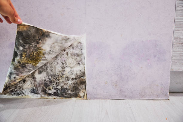 Crawl Space Mold Removal in Lemmon Valley, NV